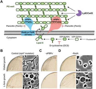 Dissecting the roles of peptidoglycan synthetic and autolytic activities in the walled to L-form bacterial transition